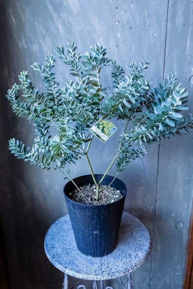 Amazon.co.jp: ミモザ 苗 アカシア ブルーブッシュ 苗木 鉢花 鉢植え