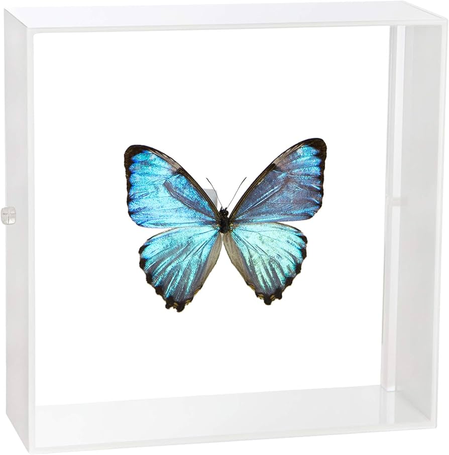 Amazon.co.jp: 蝶の標本 ポルティスモルフォ モルフォチョウ アクリル