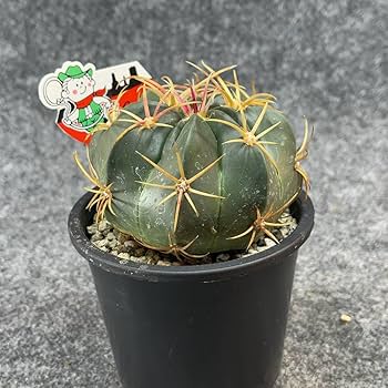Amazon.co.jp: 鉢ごと発送フェロカクタス赤城 Ferocactus macrodiscus3