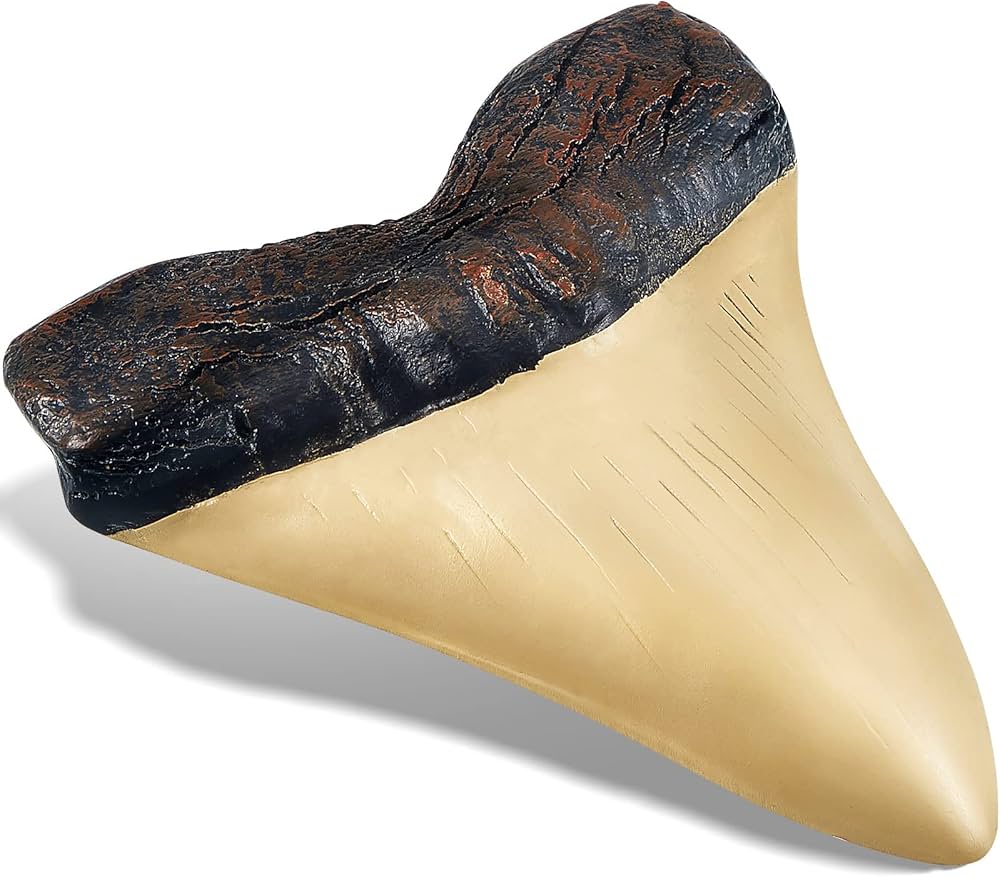 Amazon.co.jp: メガロドンの歯 5.5インチ フェイク ジャイアント サメ