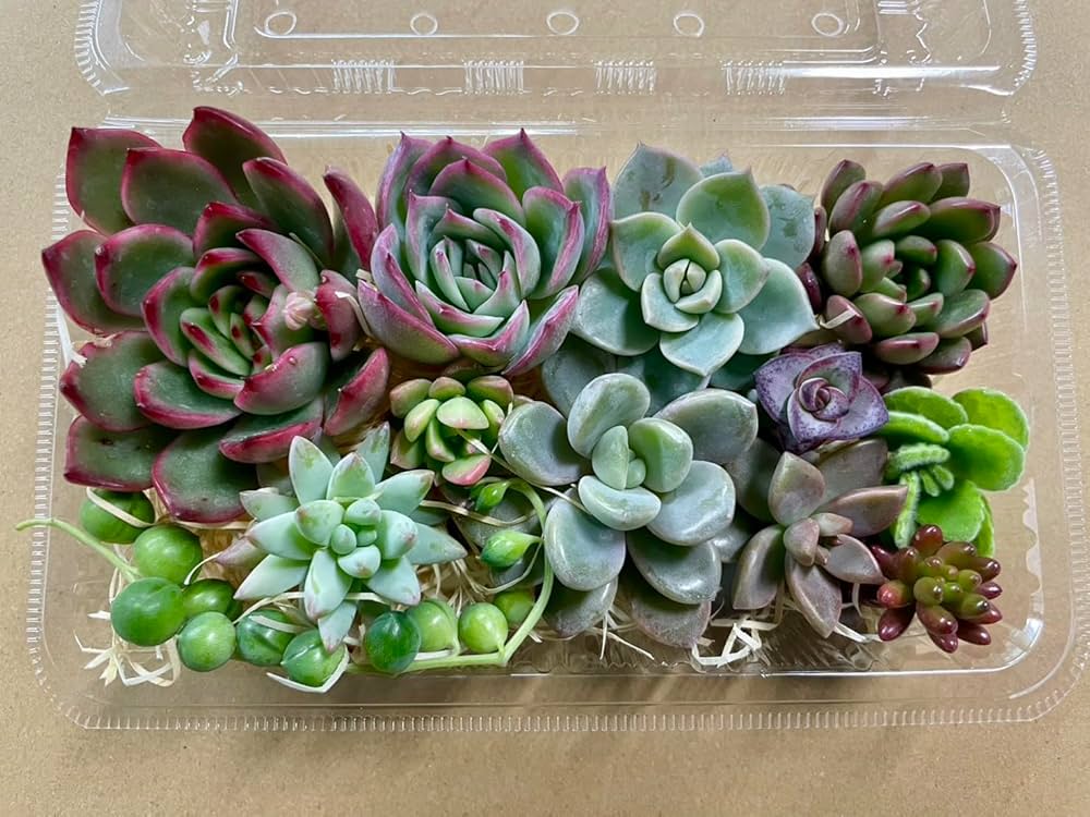 Amazon.co.jp: 【マルイ農園】多肉植物 カット苗 韓国苗4種含む