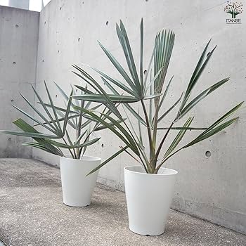 Amazon｜ビスマルキア・ノビリス シルバー7号【品種で選べる観葉植物