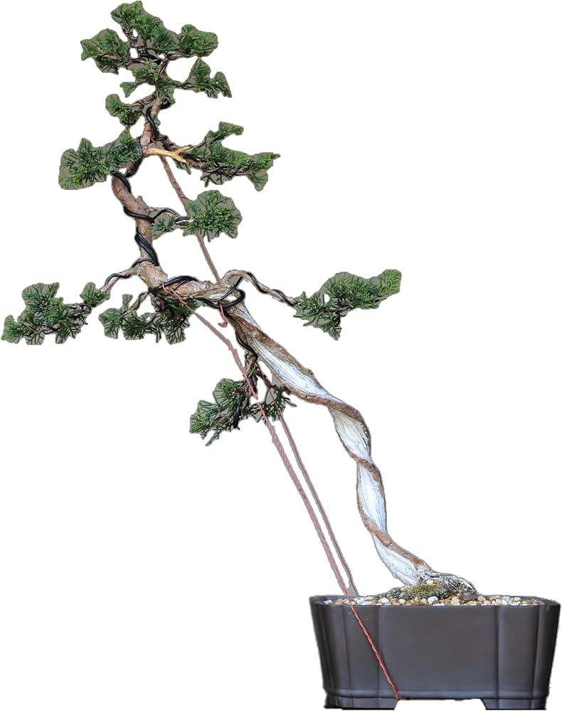 Amazon.co.jp: 糸魚川真柏 文人木 盆栽（捻転板幹）【泰寿園 Online