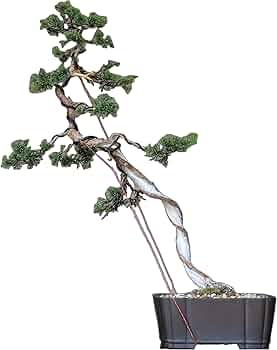 717gj7aJuQL._AC_UF350,