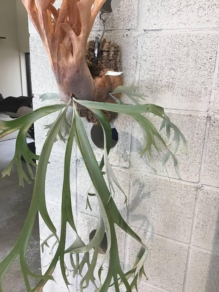 Amazon.co.jp: ビカクシダ P.Willinckii 'Anapat#9' アナパット ＃9