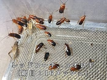 Amazon.co.jp: デュビア、レッドローチ、コオロギ飼育ケージ【掃除