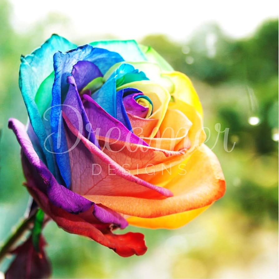 Amazon | Dreamer Designs - 虹の上 5D ダイヤモンドペインティング