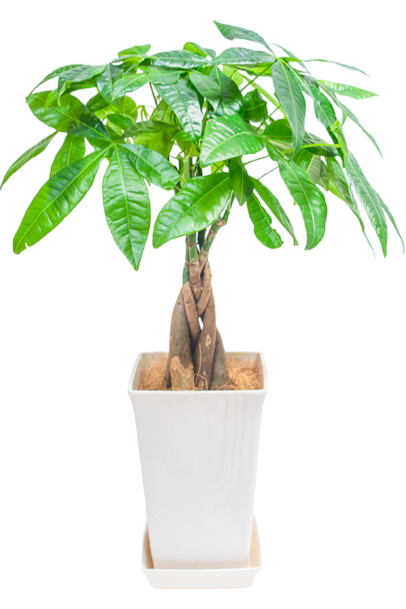 Amazon｜[ miipas ] パキラ 5号鉢 観葉植物 本物 ねじり 編み込み 幸運