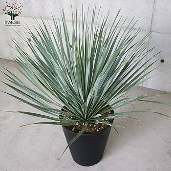 Amazon｜ユッカ・ロストラータ10号鉢【品種で選べる観葉植物・リビング