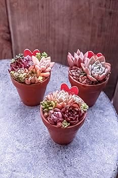 Amazon｜多肉植物 寄せ植え 苗 かわいい器に寄せ植えされた多肉植物