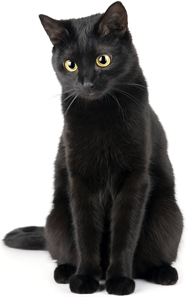 黒猫マニアックス (白夜ムック552) | 黒猫愛好会 |本 | 通販 | Amazon