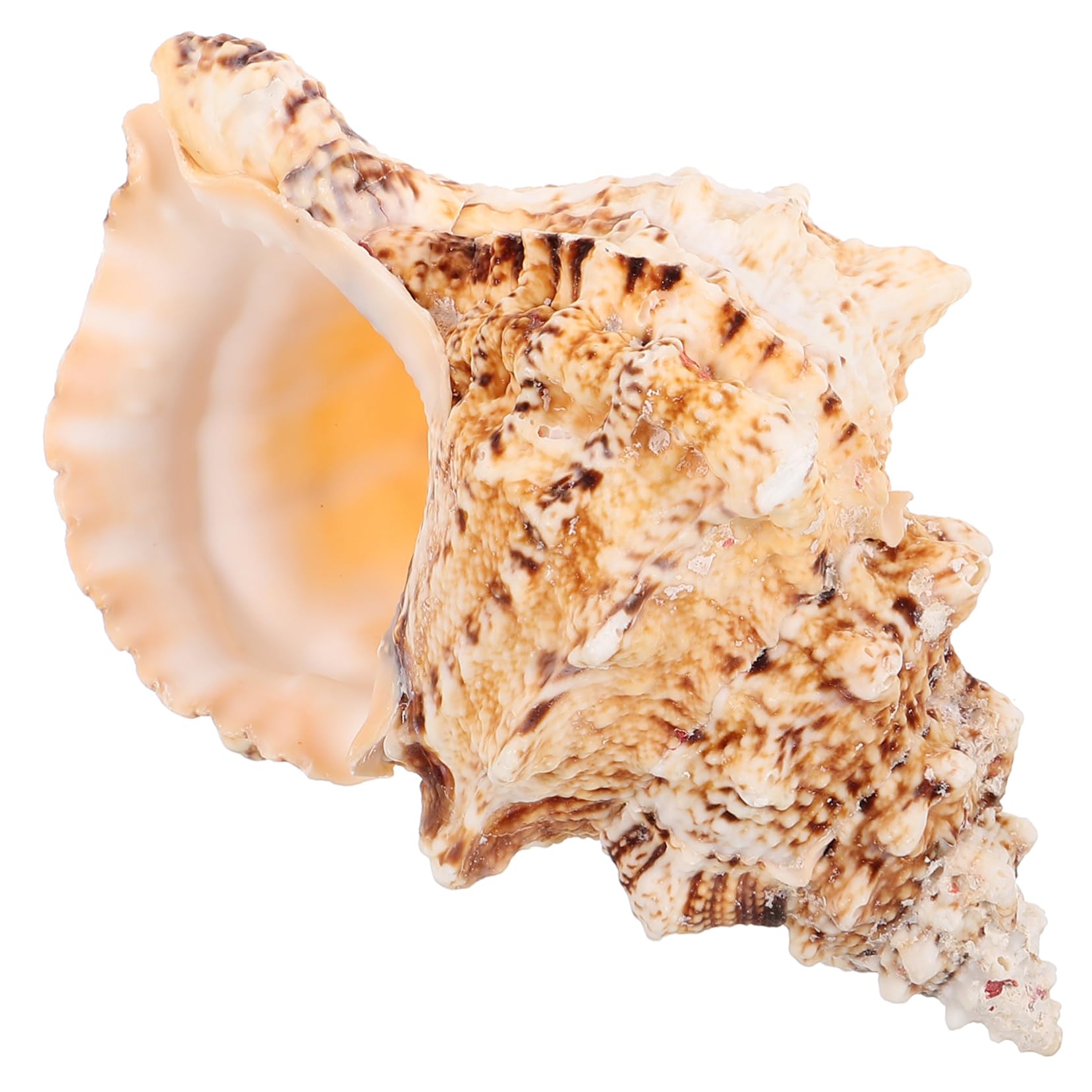 Amazon.co.jp: Lurrose ホラ貝 貝殻巻き貝の装飾 水族館の貝殻 ビーチ