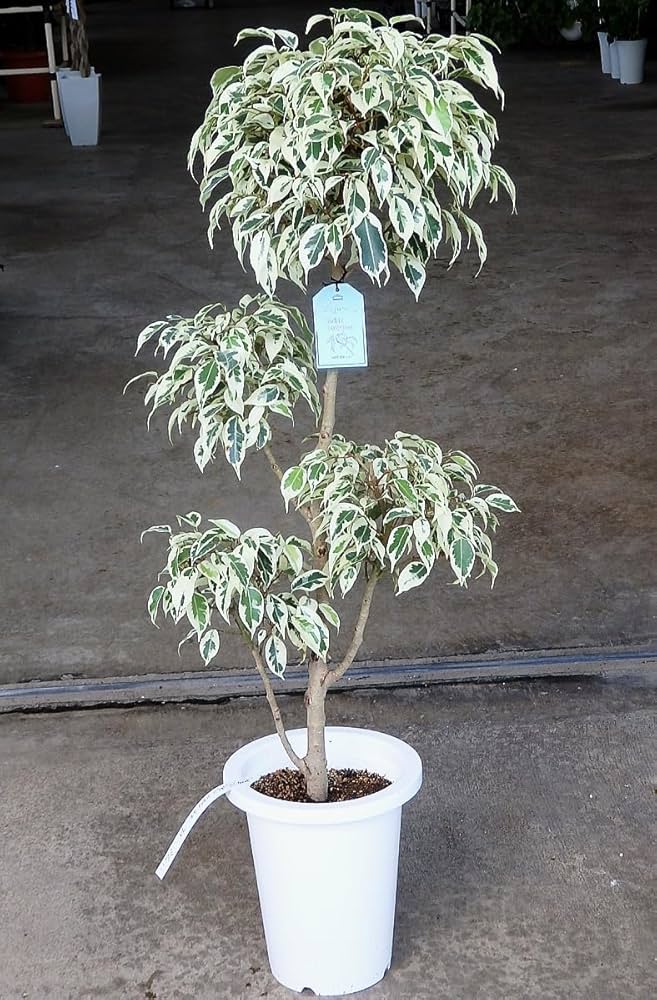 Amazon｜フィカス ベンジャミン 斑入り 枝仕立て 4玉ちらし 7号