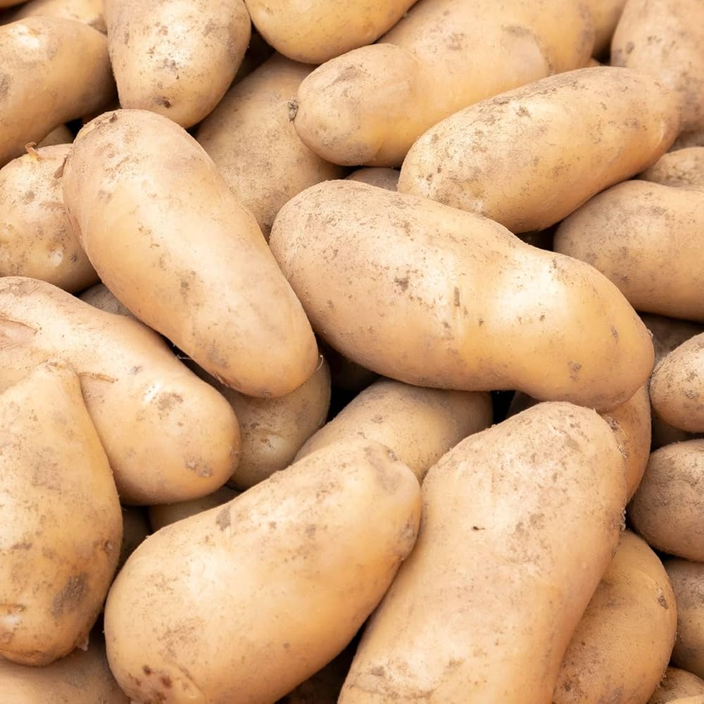 Amazon.co.jp: ジャガイモ メークイン訳あり品 25年新物 茨城県産 M