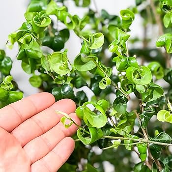 Amazon｜PLANCHU 観葉植物 フィカス ベンジャミン バロック 8号鉢