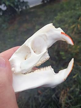 Amazon | 100%リアルな動物の頭蓋骨、ビーバーの頭骨、骸骨の頭は部品