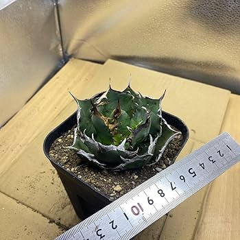 Amazon.co.jp: 種 Agave titanota FO-076 アガベ チタノタ オテロイ FO