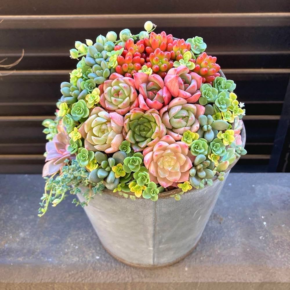 Amazon｜多肉植物 寄せ植え 2段 鉢ごと発送｜観葉植物 オンライン通販