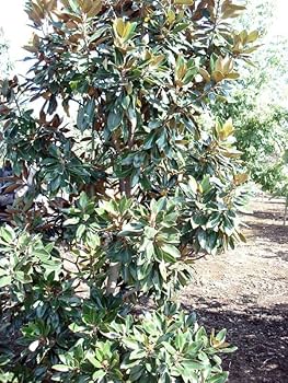 Amazon.co.jp: タイサンボク：リトルジェム 3.5号ポット[ガーデニング