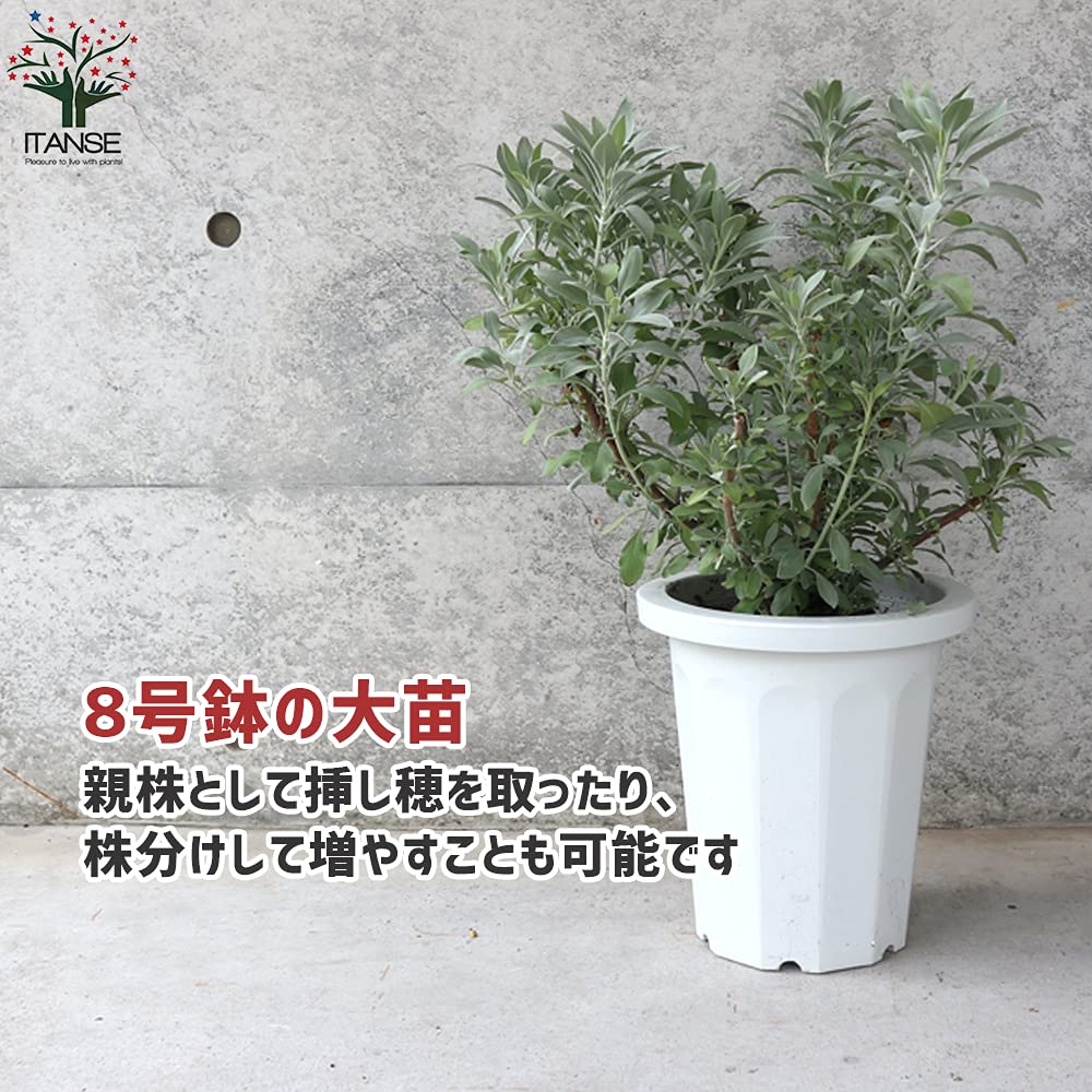 Amazon.co.jp: ホワイトセージ8号大苗【品種で選べるハーブ苗/8号鉢