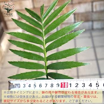 710Dzbe6PtL._AC_UF350,