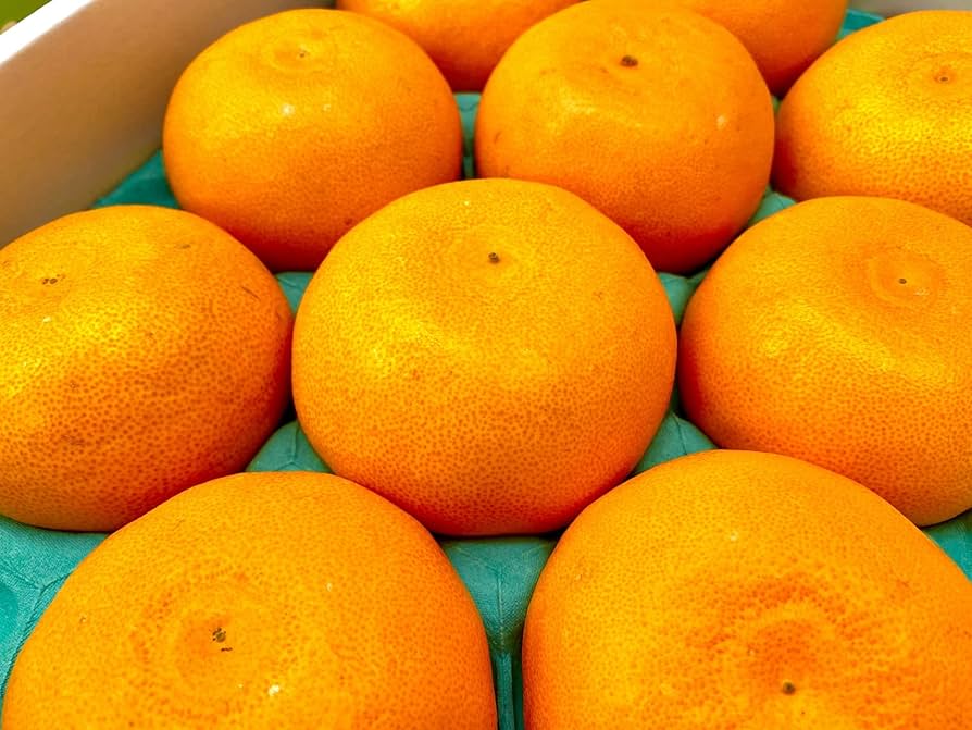 Amazon.co.jp: 柑橘の王様 激甘 せとか みかん 蜜柑 みかん 糖度14.5