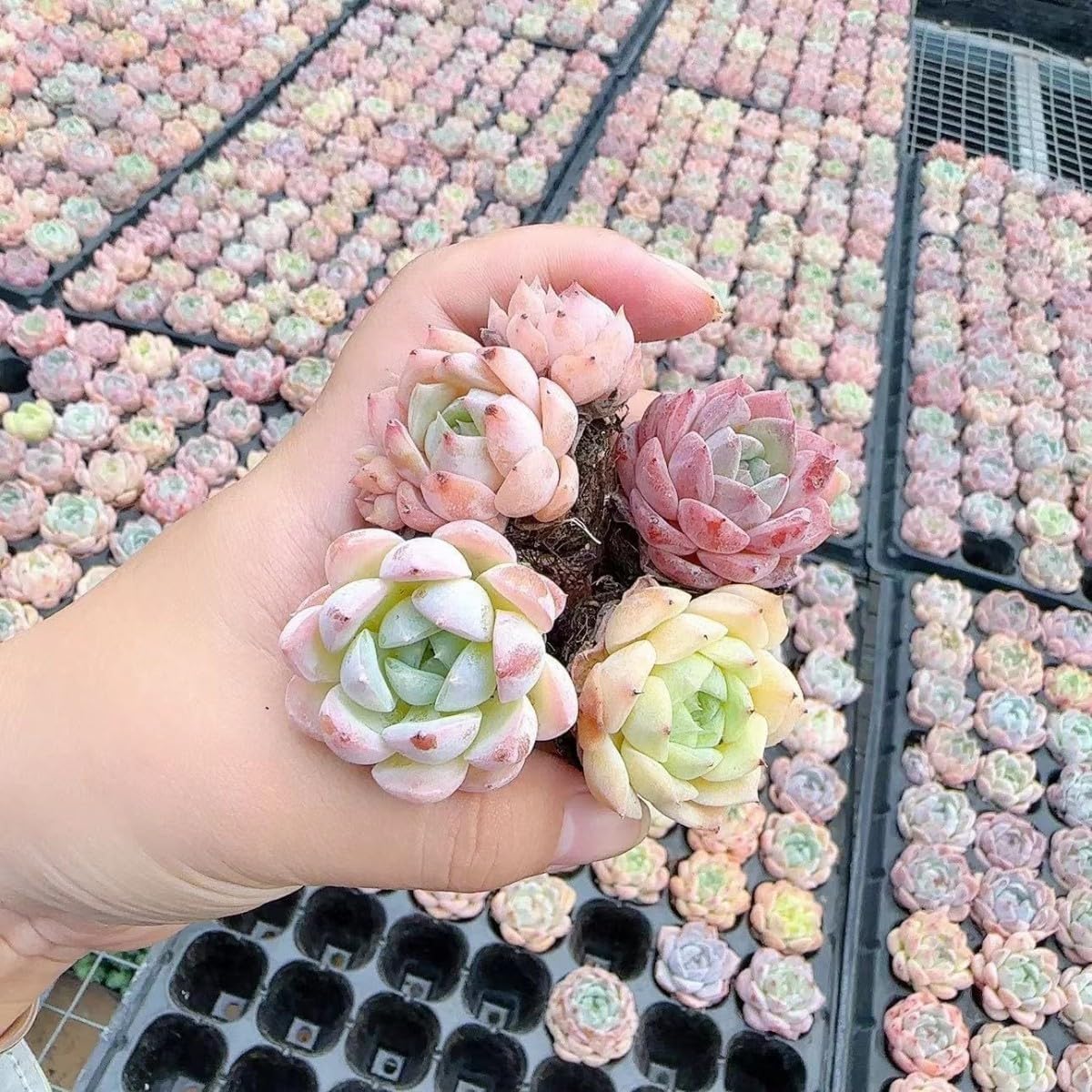 Amazon.co.jp: 韓国苗 多肉植物 エケベリア 発根済み カラフル 20苗