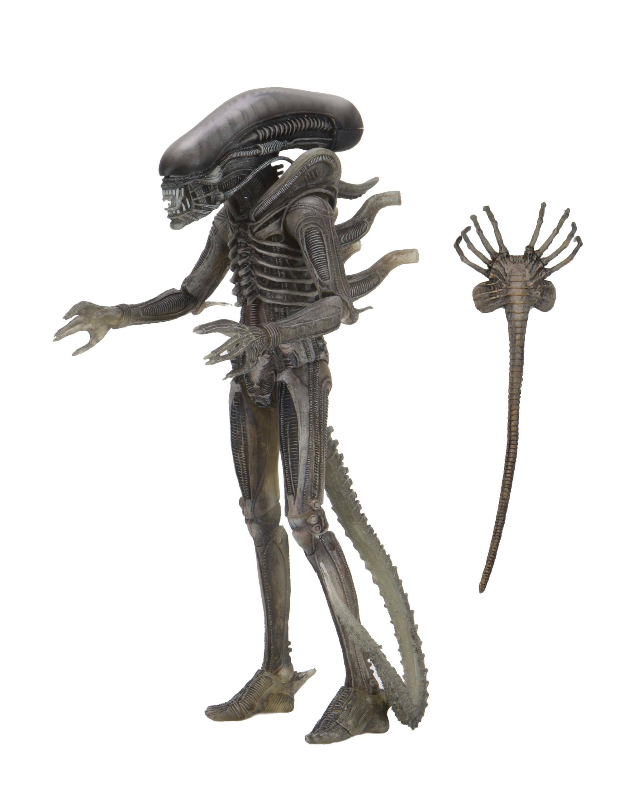 Amazon | Neca Alien 40th Anniversary Wave 4 The Alien Xenomorph