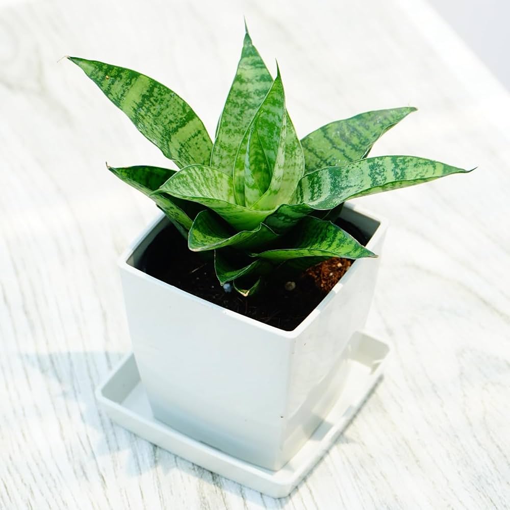 Amazon.co.jp: サンスベリア ハイブリッド 3号 スクエア鉢 1鉢 鉢色