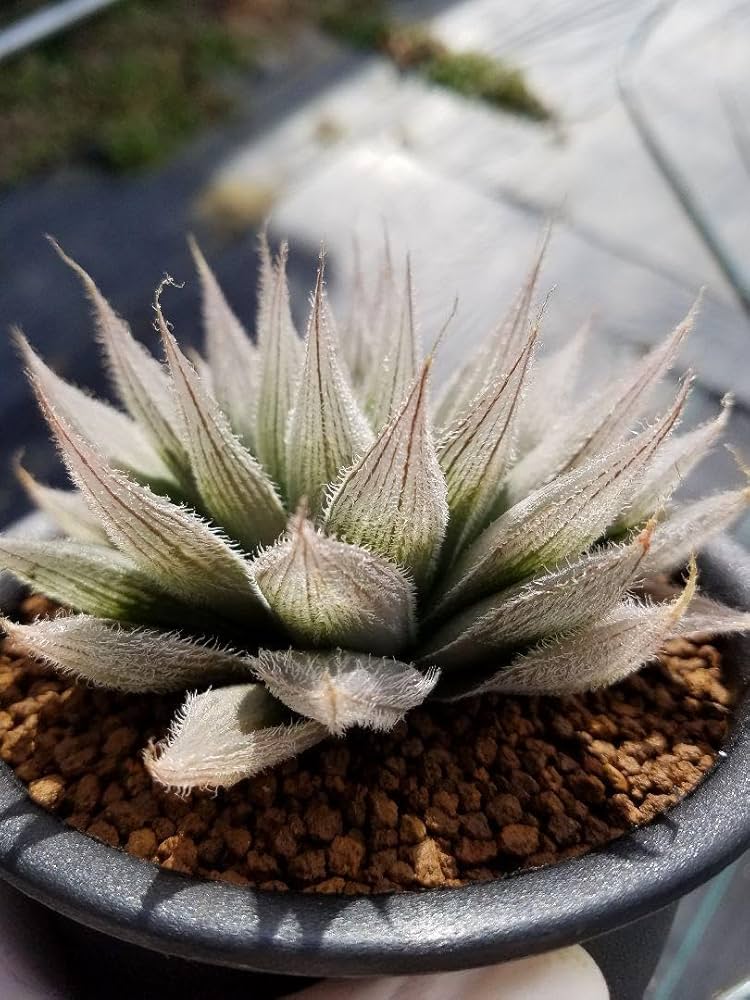 Amazon｜SFM九尾 ふわふわ系 多肉植物 ハオルチア アロエ｜観葉植物