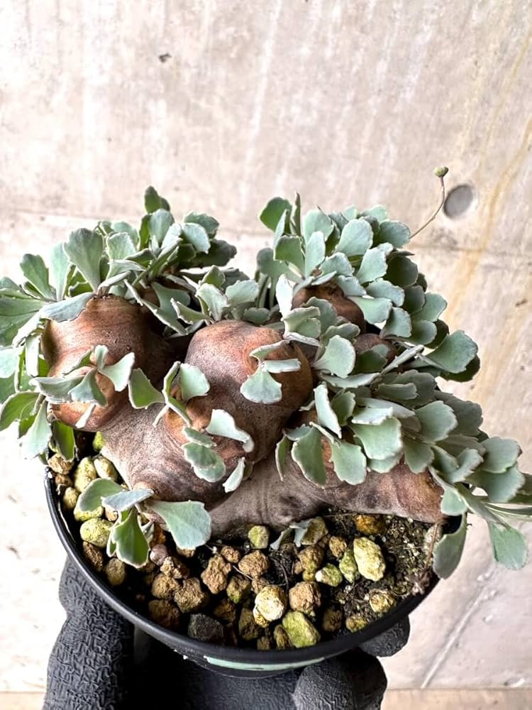 Amazon｜【現品限り】オトンナ・カカリオイデス 大株 現地株 発根済み