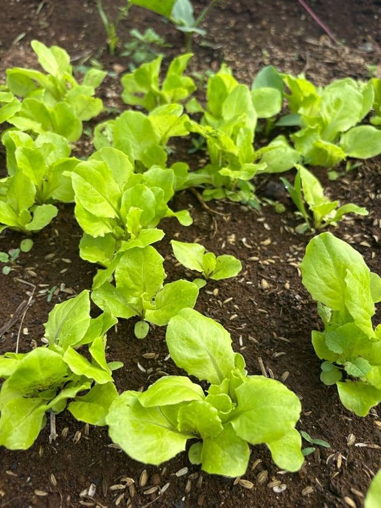 Amazon.co.jp: レタス苗 20株 : DIY・工具・ガーデン