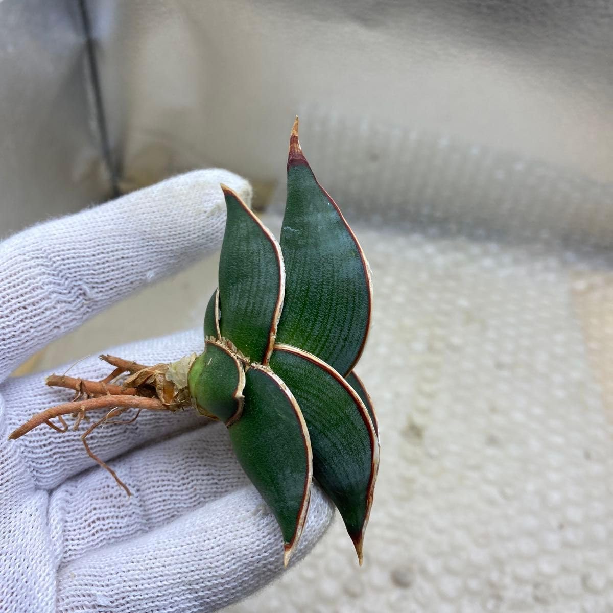 Amazon｜サンスベリア ロリダ 多肉植物 SANSEVIERA RORIDA LAV.23319