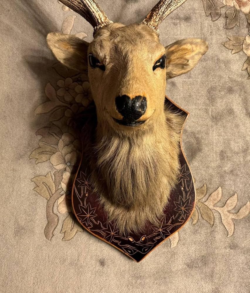 Amazon.co.jp: 豪華鹿シカはく製剥製角置物インテリア蝦夷シカ北海道