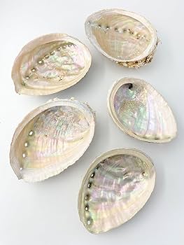 Amazon | 【貝殻の問屋さん】クロアワビ(自然)(貝殻のみ)【約11