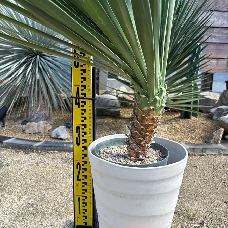 アロイフォリア センジュラン 斑入り 大株 引き取り限定 2025年最新