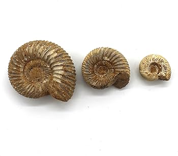 Amazon | つくしサイエンス アンモナイト化石 オルソスフィンクテス