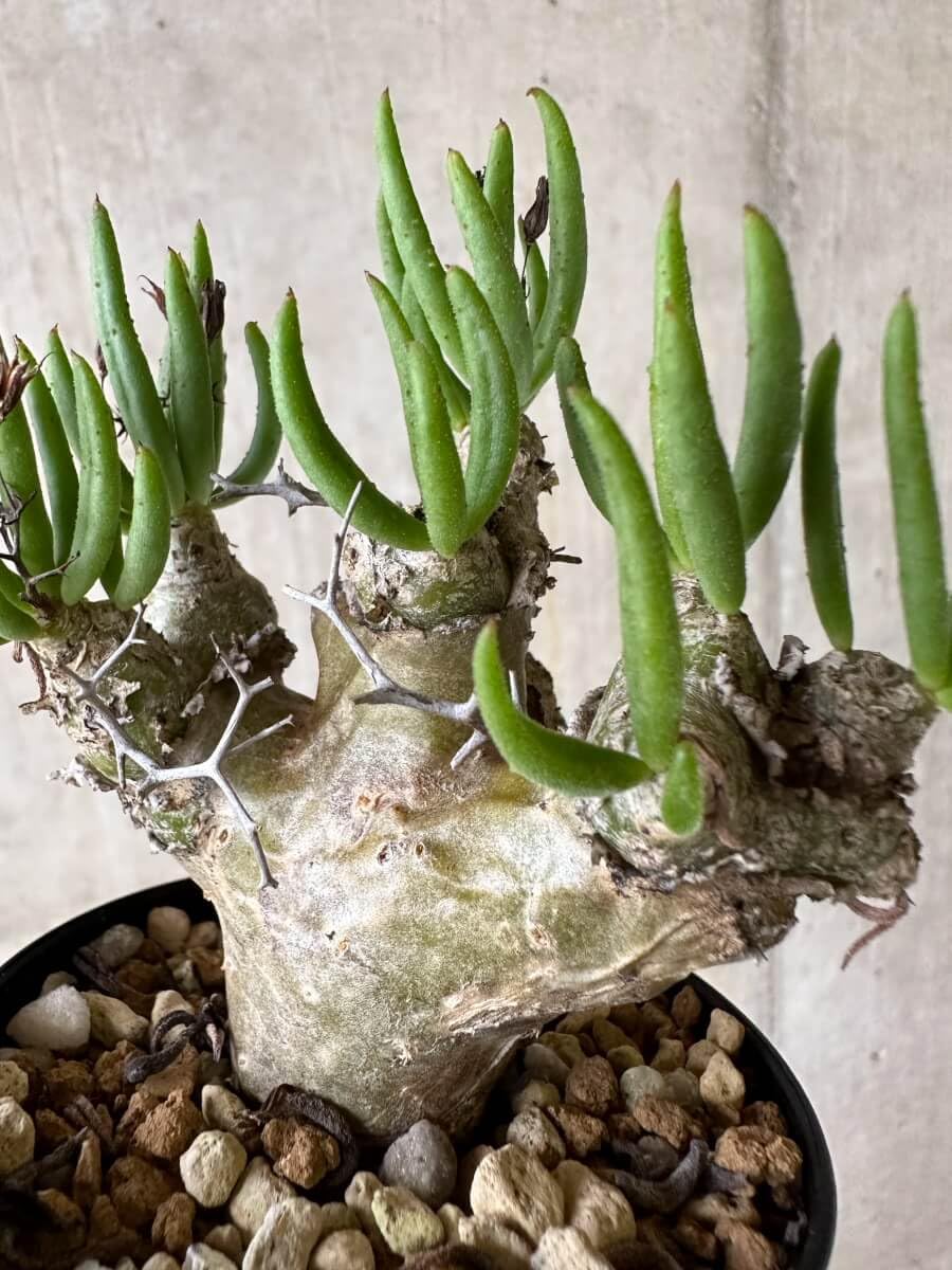 Amazon｜【現品限り】チレコドン・レティキュラータス 現地株 発根済み