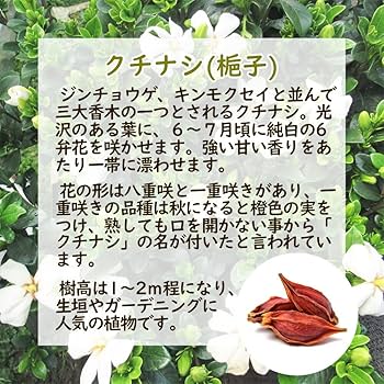 Amazon.co.jp: クチナシ 苗 苗木【 選べる 】 【4．オオヤエクチナシ