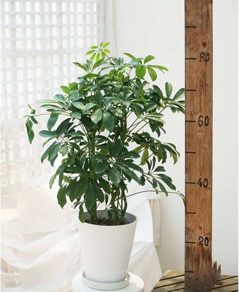 Amazon.co.jp: 観葉植物 シェフレラ ホンコンカポック 7号 1鉢 鉢皿