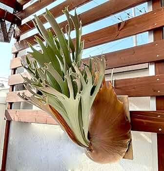 Amazon.co.jp: frog_yamato【vellii ベリー】hillii has × veichii