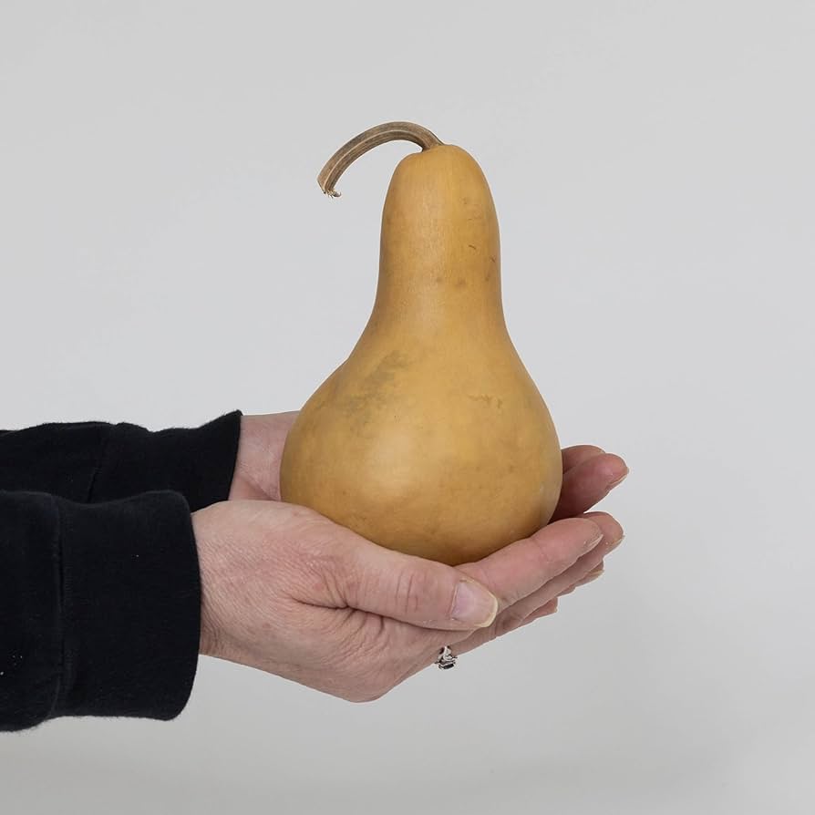 Amazon.co.jp: 乾燥マーチンひょうたん5個入りボックス - 直径3インチ