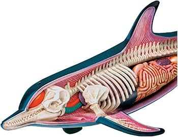 Amazon.co.jp: イルカの解剖学モデル 骨格モデル 解剖学モデル