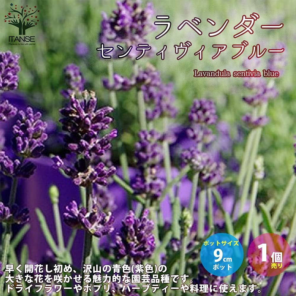 71vmlZUaA8L._AC_UF1000,