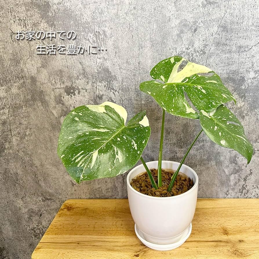 Amazon.co.jp: 観葉植物 希少品種 モンステラ デリシオーサ タイ