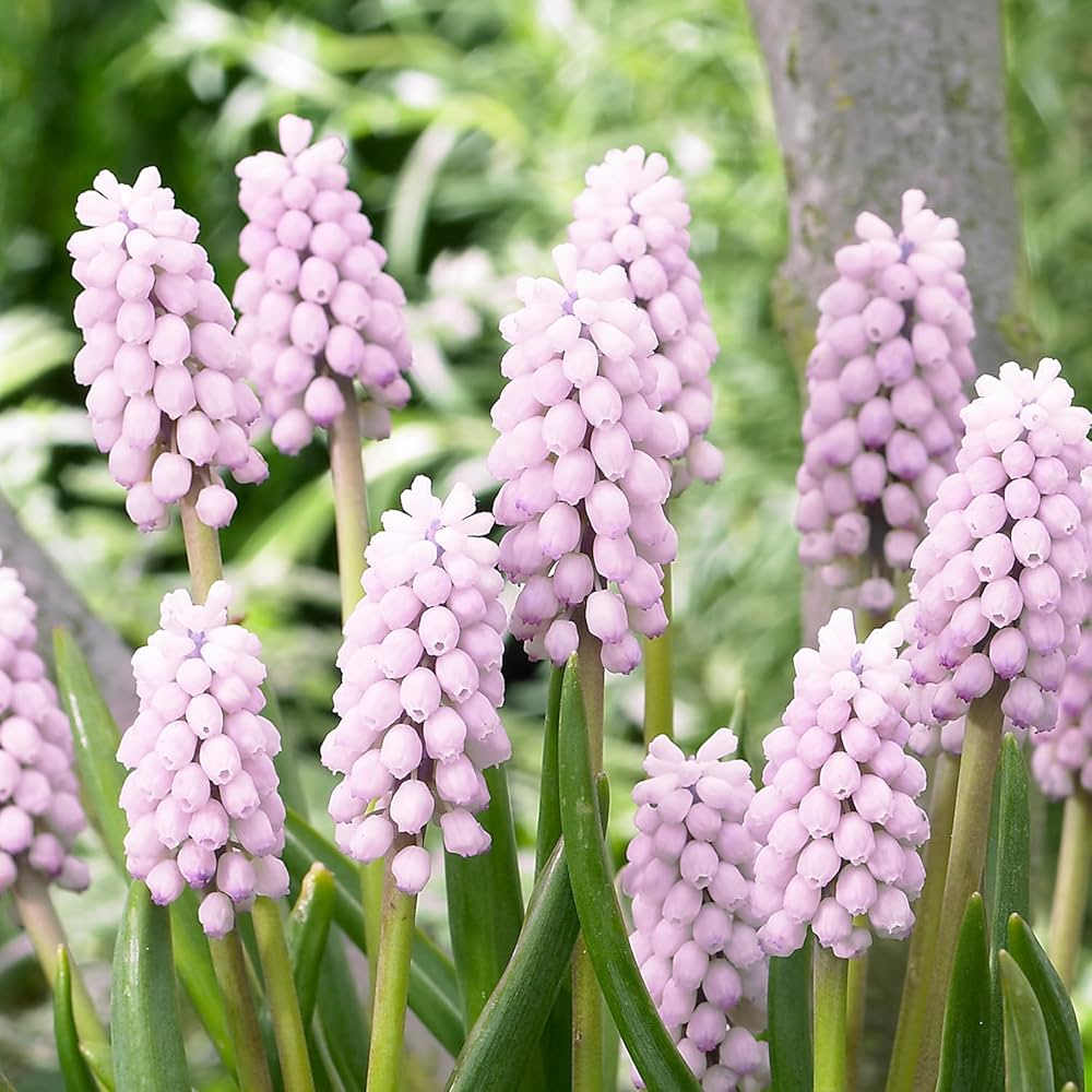 71wonCTrsOL._AC_UF1000,