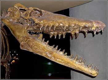 Amazon | 本物の古代モササウルス 巨大な恐竜の歯 化石 モロッコ 北