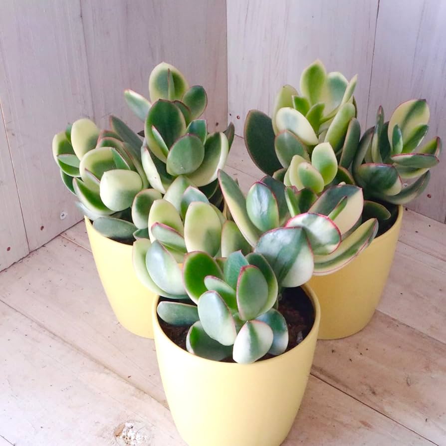 Amazon.co.jp: 斑入り 花月 金のなる木 多肉植物 1鉢 : DIY・工具