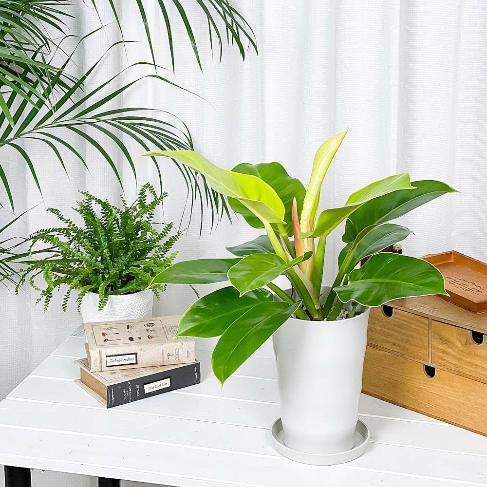 Amazon.co.jp: PLANCHU 観葉植物 フィロデンドロン インペリアル