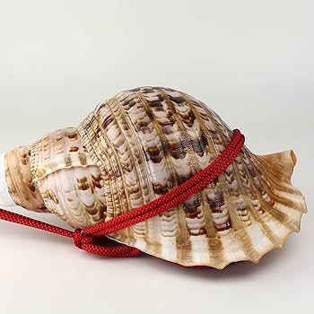 Amazon.co.jp: 伊勢 - 宮忠 - 法螺貝 ほら貝 楽器 笛 歌口付き 真言宗